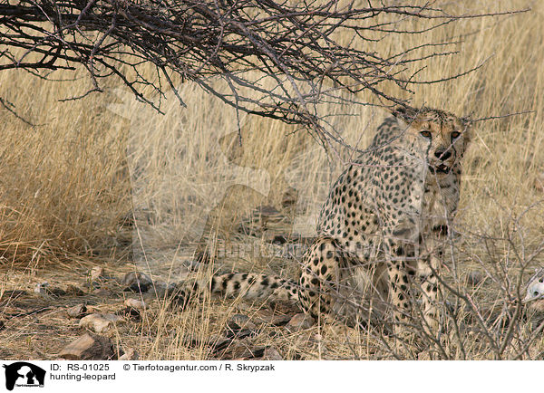 hunting-leopard / RS-01025