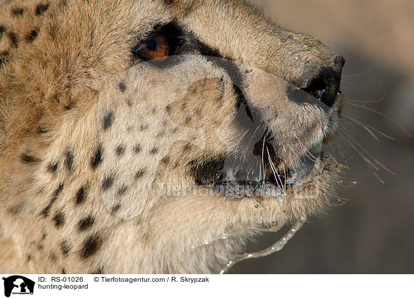 hunting-leopard / RS-01026