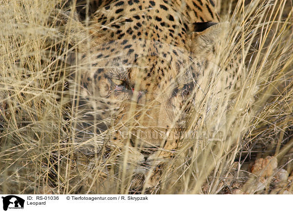 Leopard / RS-01036