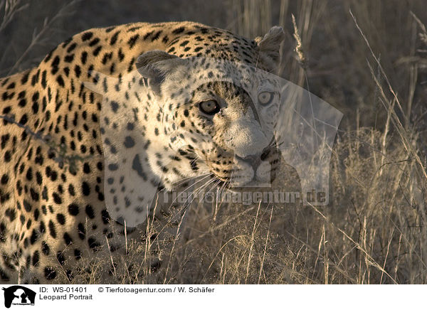 Leopard Portrait / WS-01401