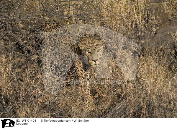 Leopard / WS-01404