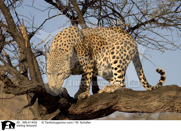eating leopard / WS-01409