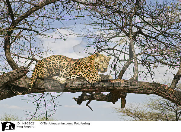 lying leopard / HJ-03021