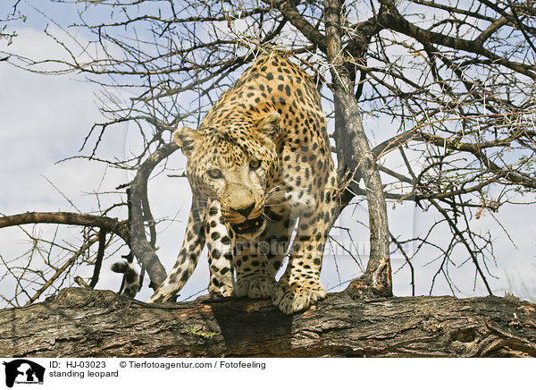 standing leopard / HJ-03023