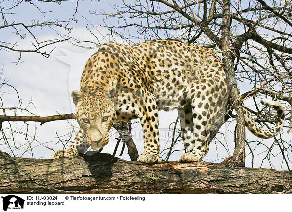 standing leopard / HJ-03024
