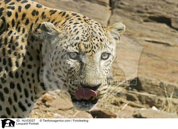 Leopard Portrait / HJ-03027
