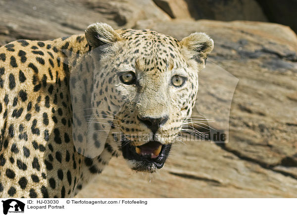 Leopard Portrait / HJ-03030