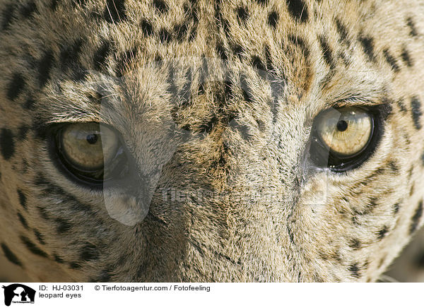 leopard eyes / HJ-03031