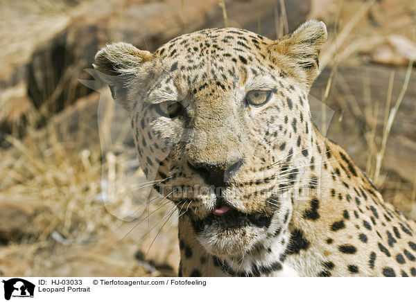 Leopard Portrait / HJ-03033