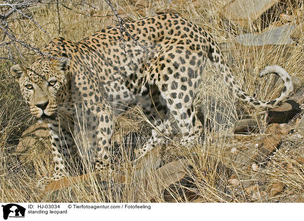 standing leopard / HJ-03034