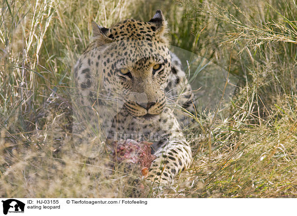 eating leopard / HJ-03155