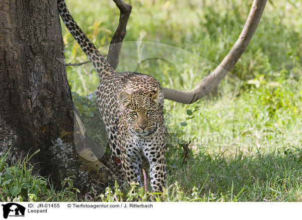 Leopard / Leopard / JR-01455