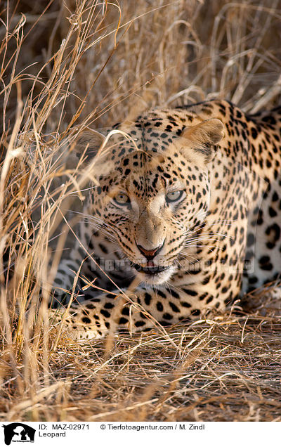 Leopard / Leopard / MAZ-02971