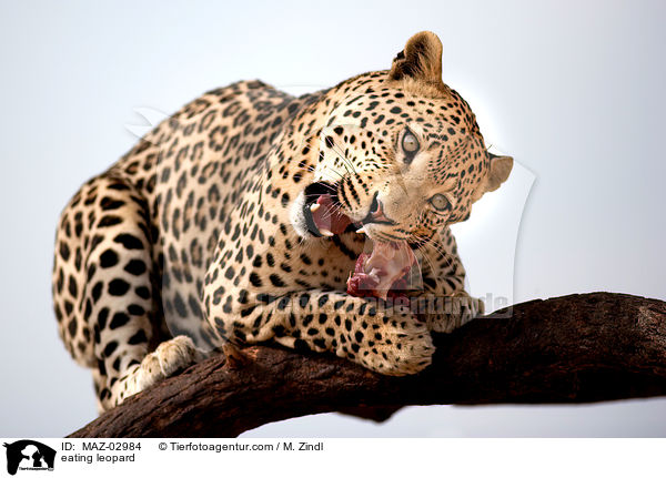 eating leopard / MAZ-02984