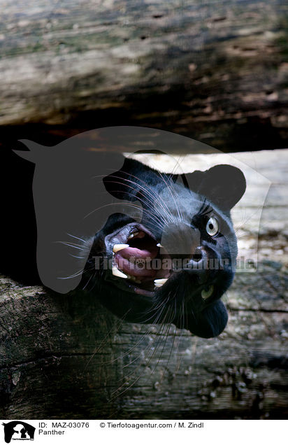 Panther / Panther / MAZ-03076