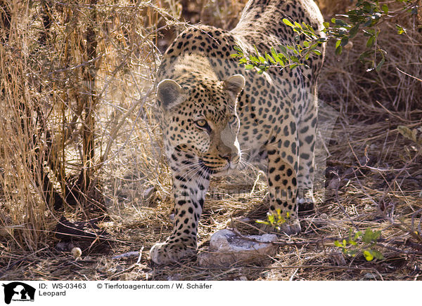 Leopard / Leopard / WS-03463