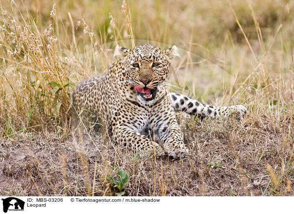 Leopard / Leopard / MBS-03206