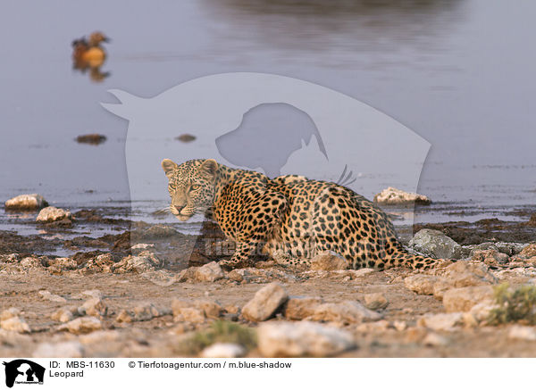 Leopard / Leopard / MBS-11630