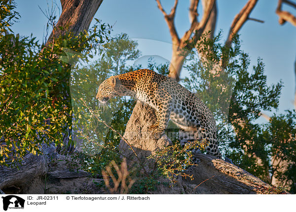 Leopard / Leopard / JR-02311
