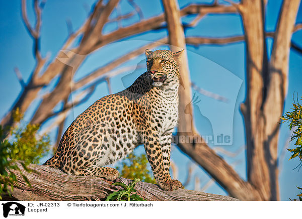 Leopard / Leopard / JR-02313