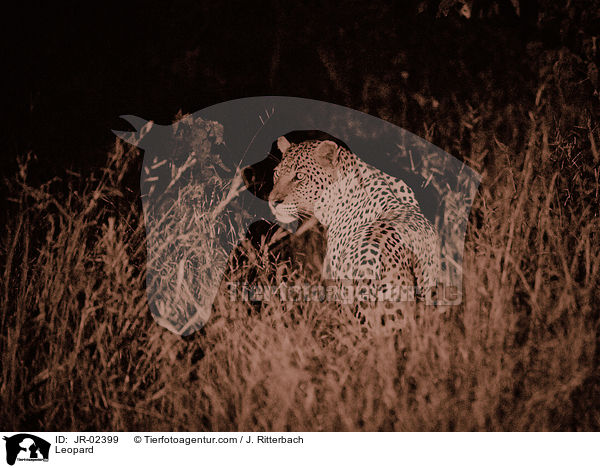 Leopard / Leopard / JR-02399
