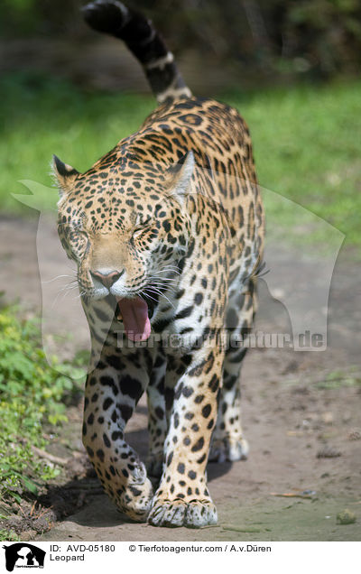 Leopard / Leopard / AVD-05180