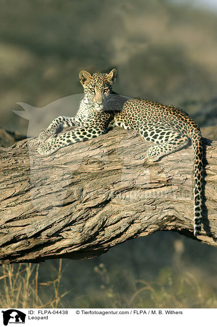 Leopard / Leopard / FLPA-04438