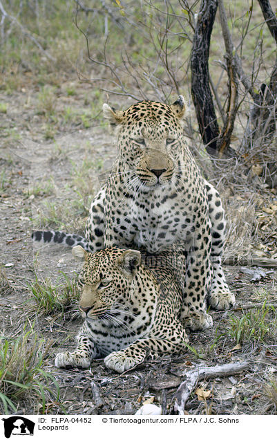 Leoparden / Leopards / FLPA-04452