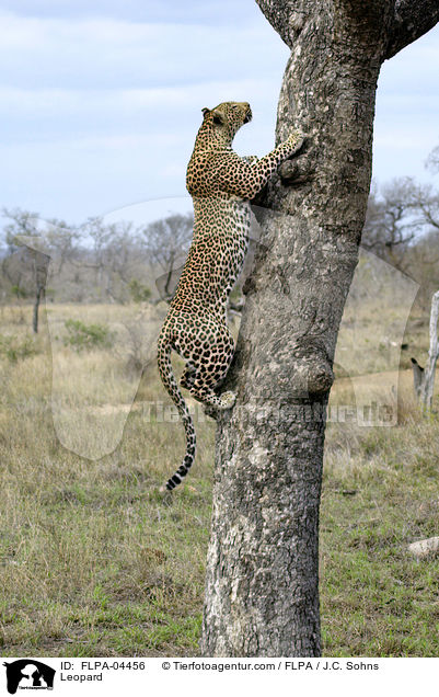 Leopard / Leopard / FLPA-04456