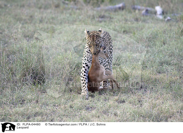 Leopard / Leopard / FLPA-04480