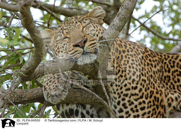 Leopard / Leopard / FLPA-04500