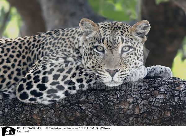 Leopard / Leopard / FLPA-04542