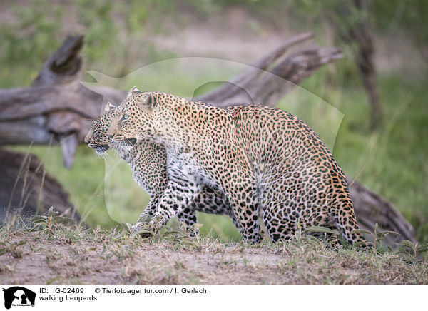 laufende Leoparden / walking Leopards / IG-02469