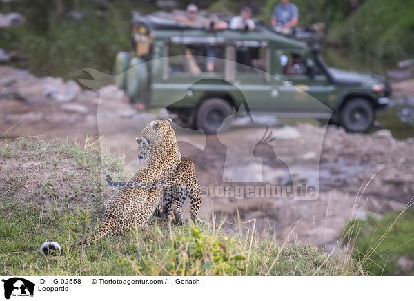Leoparden / Leopards / IG-02558