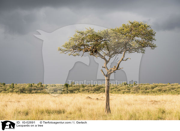 Leoparden auf einem Baum / Leopards on a tree / IG-02691