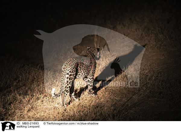 laufender Leopard / walking Leopard / MBS-21693