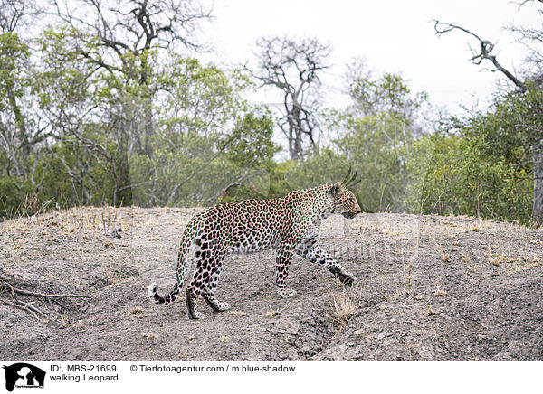 laufender Leopard / walking Leopard / MBS-21699