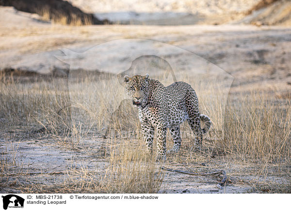 stehender Leopard / standing Leopard / MBS-21738