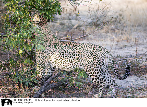 stehender Leopard / standing Leopard / MBS-21741