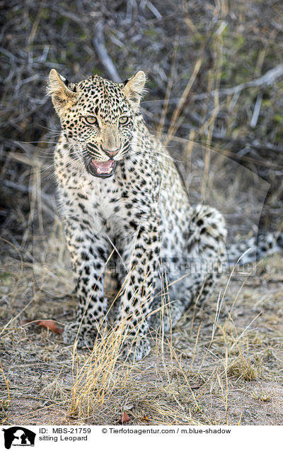 sitzender Leopard / sitting Leopard / MBS-21759