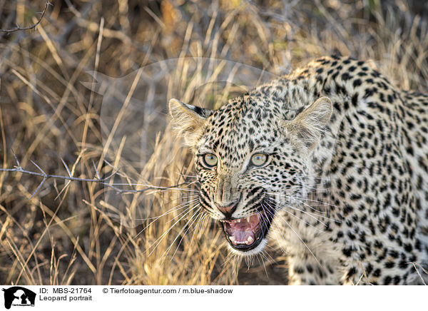 Leopard Portrait / Leopard portrait / MBS-21764