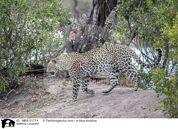 laufender Leopard / walking Leopard / MBS-21774