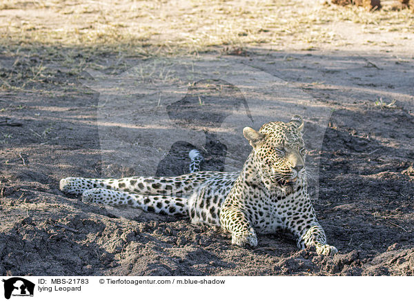 liegender Leopard / lying Leopard / MBS-21783