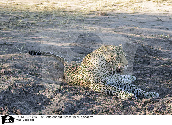 liegender Leopard / lying Leopard / MBS-21785