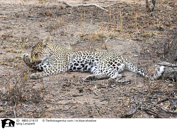 liegender Leopard / lying Leopard / MBS-21815