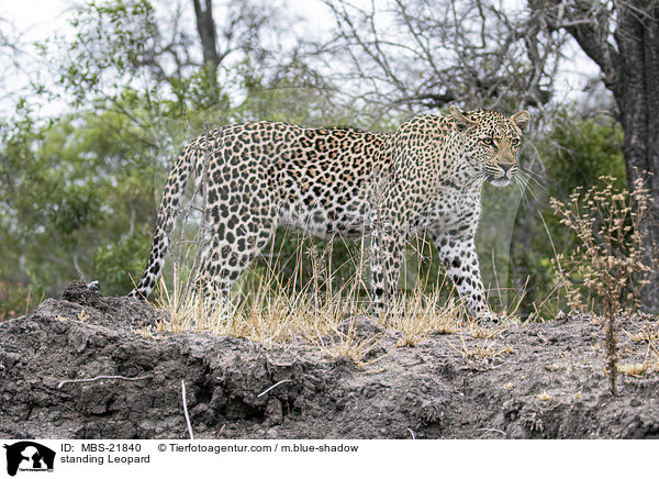 stehender Leopard / standing Leopard / MBS-21840