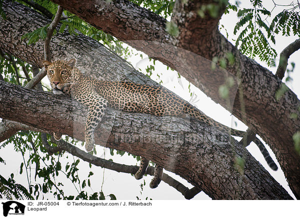 Leopard / Leopard / JR-05004