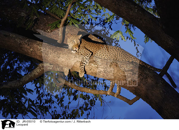Leopard / Leopard / JR-05010