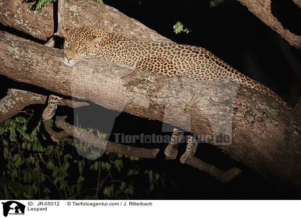 Leopard / Leopard / JR-05012