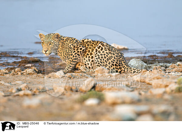 Leopard / Leopard / MBS-25046